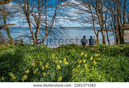 Srping daffodils at Penrhos Nature reserve, Anglesey, North Wales, UK