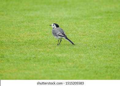 St Andrews / Scotland - September 26 2019: Alfred Dunhill Links Championship 2019