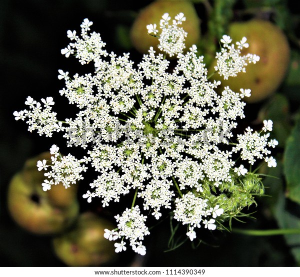 st anne's lace