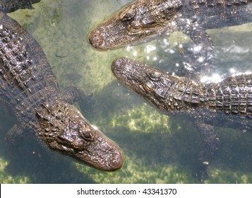 St. Augustine Alligator Farm