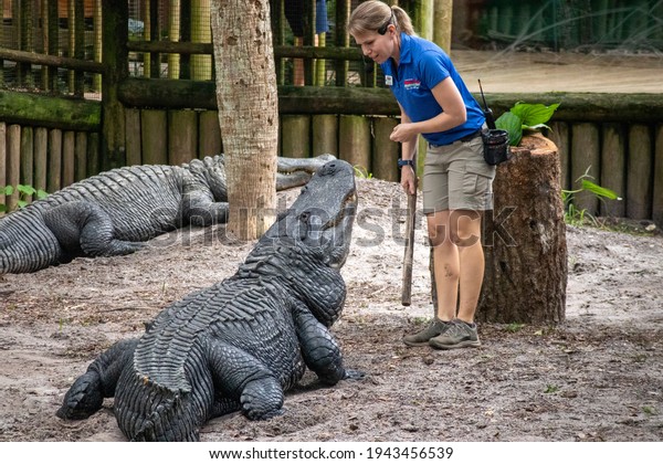 St.
Augustine, Florida - October 7, 2020: An animal trainer and keeper
at the St. Augustine Zoological Park and Alligator Farm during an
educational live show in the main courtyard and
pond.
