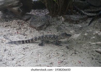 St. Augustine Florida USA 8-28-2020 Baby Alligator At St. Augustine Alligator Farm Zoological Park