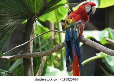 St. Augustine Florida USA 8-28-2020 Colorful Macaw Parrot In Tree At St. Augustine Alligator Farm Zoological Park