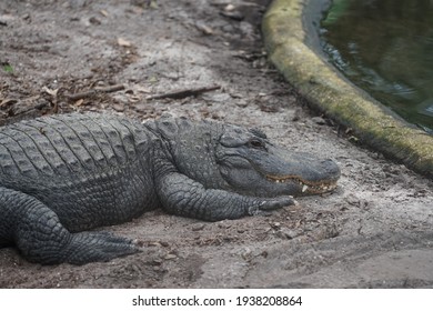 St. Augustine Florida USA 8-28-2020 Alligator By Water At St. Augustine Alligator Farm Zoological Park