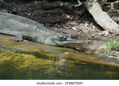 St. Augustine Florida USA 8-28-2020 Large Crocodile At St. Augustine Alligator Farm Zoological Park