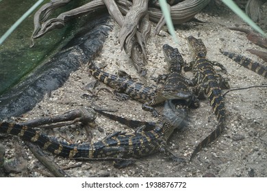 St, Augustine Florida USA 8-28-2020 Baby Alligators At St. Augustine Alligator Farm Zoological Park