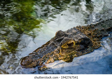 St. Augustine Florida USA 8-28-2020 Alligator Head Popping Out Of Swamp Water At St. Augustine Alligator Farm Zoological Park