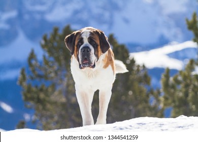 St. Bernard Dog