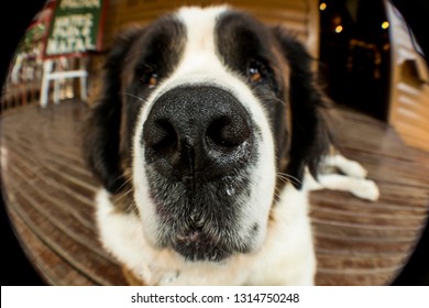 St Bernard Dog, Fish Eye Lens. Cute And Lovely Dog. Giant Dog. Wooden Floor. Nose Dripping. Water Drop