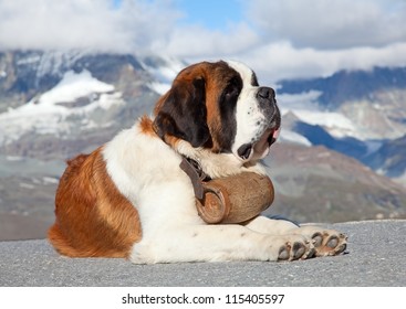 St. Bernard Dog With Keg Ready For Rescue Operation