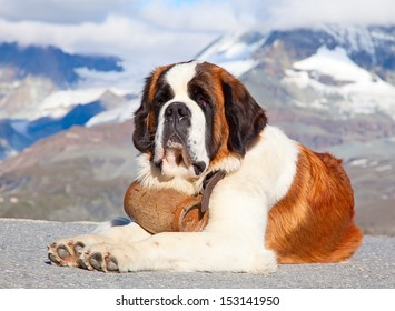 St. Bernard Dog With Keg Ready For Rescue Operation