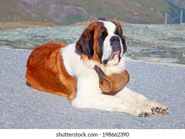 St Bernard Dog Keg Ready Rescue Stock Photo 198662390 | Shutterstock