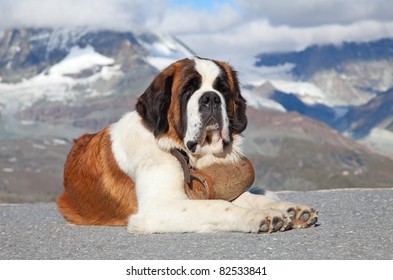 St. Bernard Dog With Keg Ready For Rescue Operation