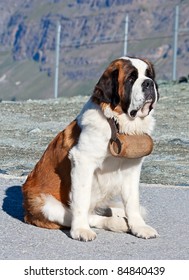 St. Bernard Dog With Keg Ready For Rescue Operation