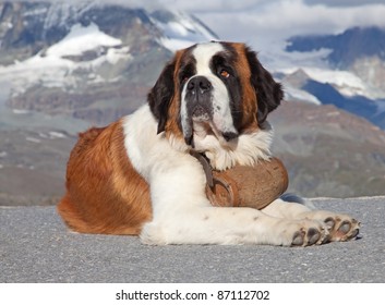 1000 St Bernard Dog Stock Images Photos Vectors Shutterstock
