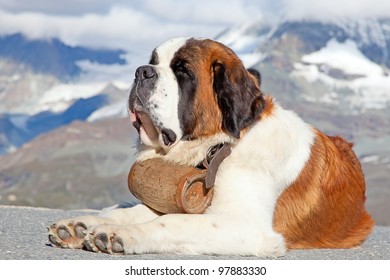 St. Bernard Dog With Keg Ready For Rescue Operation