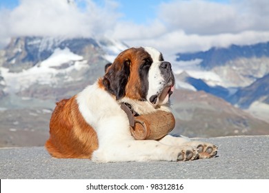 St. Bernard Dog With Keg Ready For Rescue Operation