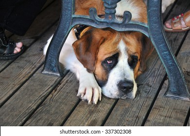 St. Bernard Dog Lying Under The Table