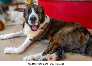 St. The Bernard Dog Portrait In Domesticated Pet. They Are Very Large Breed Of Dog From Italy And The Swiss Alps, Bred For Rescue Purposes