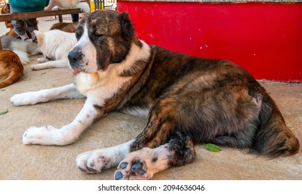 St. The Bernard Dog Portrait In Domesticated Pet. They Are Very Large Breed Of Dog From Italy And The Swiss Alps, Bred For Rescue Purposes