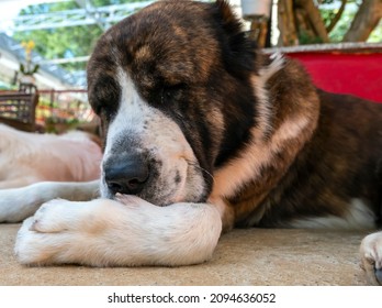 St. The Bernard Dog Portrait In Domesticated Pet. They Are Very Large Breed Of Dog From Italy And The Swiss Alps, Bred For Rescue Purposes