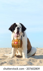 St. Bernard Dog As Rescue Animal With Barrel