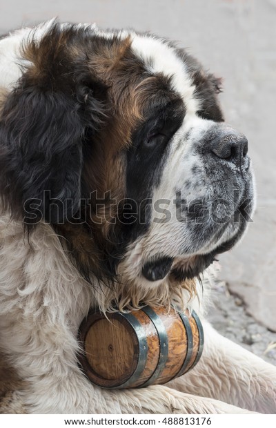 st bernard whiskey