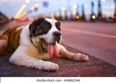 St. Bernard Dog So Tried, The Big Dog Lying Tongue Out Because Heat Stroke On Hot Day.