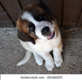 St. Bernard Puppy