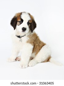 St. Bernard Puppy