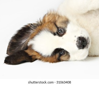 St. Bernard Puppy,