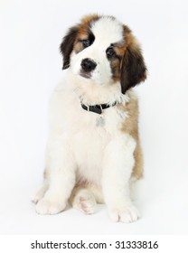 St. Bernard Puppy