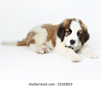 St. Bernard Puppy