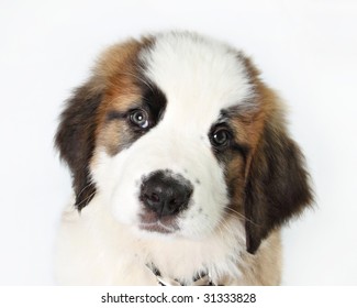 St. Bernard Puppy