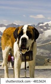 St. Bernard Rescue Dog In Front Of Snowy Swiss Mountains