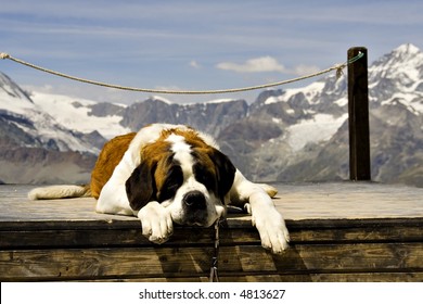 St. Bernard Rescue Dog In Front Of Snowy Swiss Mountains