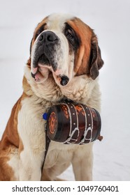 St. Bernard Rescue Dog With Iconic Barrel.