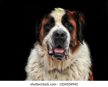 St. Bernard Swiss Rescue Dog Smiling Portrait On Black Background