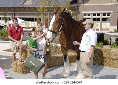 ST  CHARLES, UNITED STATES - Jul 18, 2009: A young boy petting one of the Budweiser Clydesdale horses at a promotional event in Missouri 