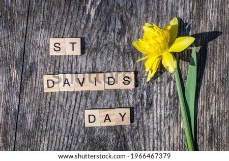 St Davids Day sign with tile letters and single yellow daffodil on weathered wood background. For Day of Saint David celebration in Wales