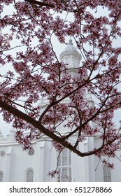 St. George, UT LDS Temple And Cherry Blossoms