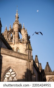 St Giles Crown Steeple Cathedral Edinburgh Sunrise With Seagull