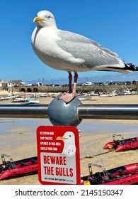 St Ives Cornwall danger beware of these - Shutterstock ID 2145150347