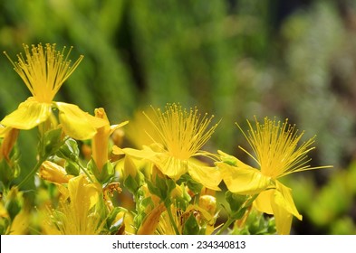 St Johns Wort 