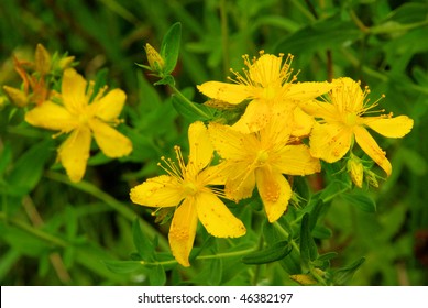 St Johns Wort