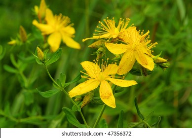 St Johns Wort