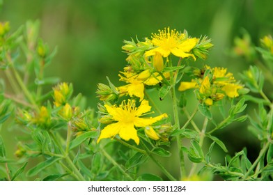 St Johns Wort