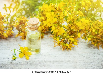 St Johns Wort Extract Medicinal Plants Stock Photo (Edit Now) 678512629