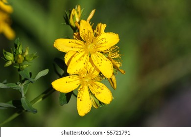 St. Johns Wort Flower