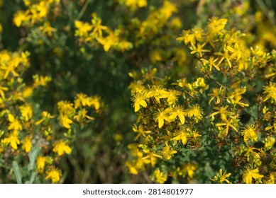 St. John's wort, Hypericum perforatum yellow meadow flowers closeup selective focus